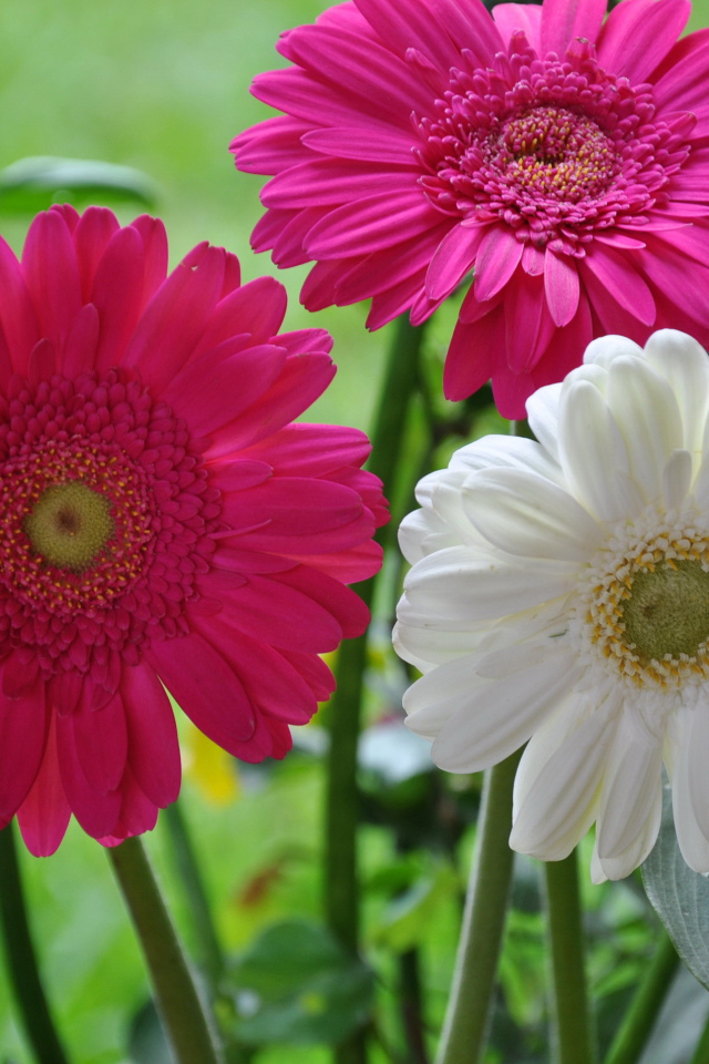 Красивая гербера на дачном участке