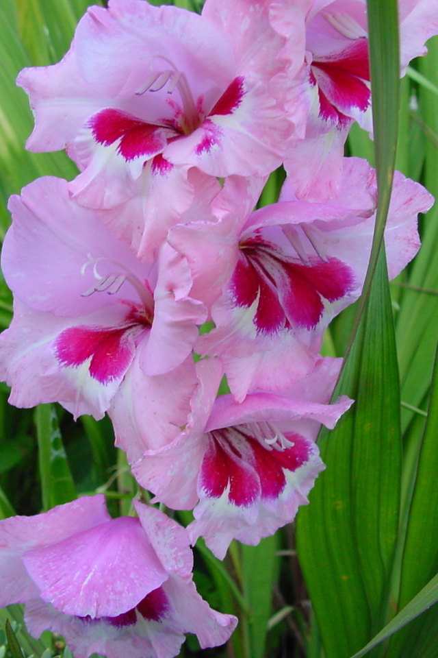 Красивые цветы гладиолус на клумбе в саду