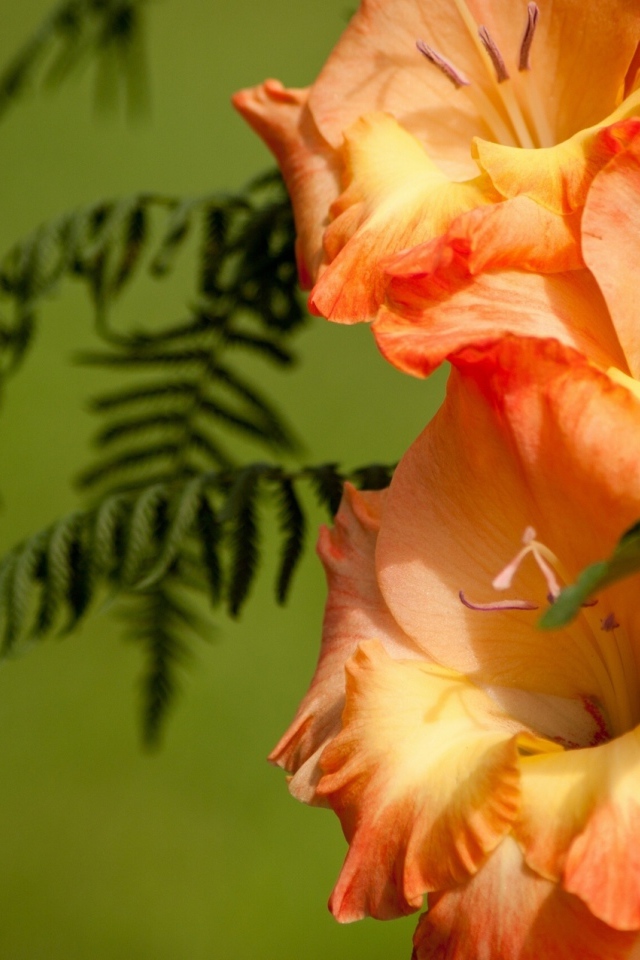 Красивые цветы гладиолус в саду