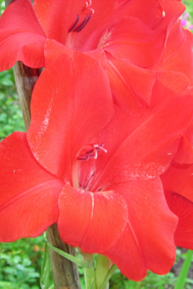 Красивые цветы гладиолус в парке