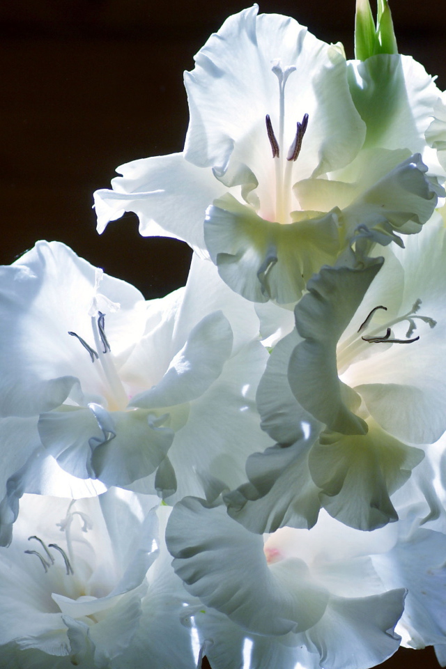 Красивые цветы гладиолус на поляне