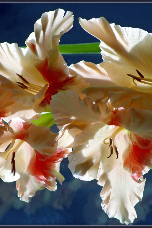 Красивый гладиолус в саду