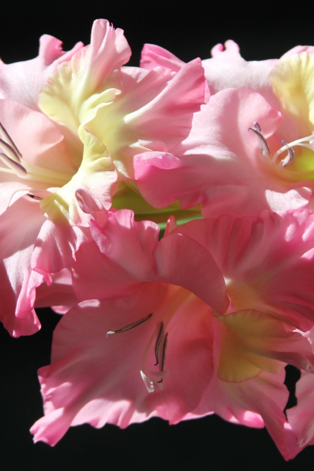 Красивый гладиолус на солнце