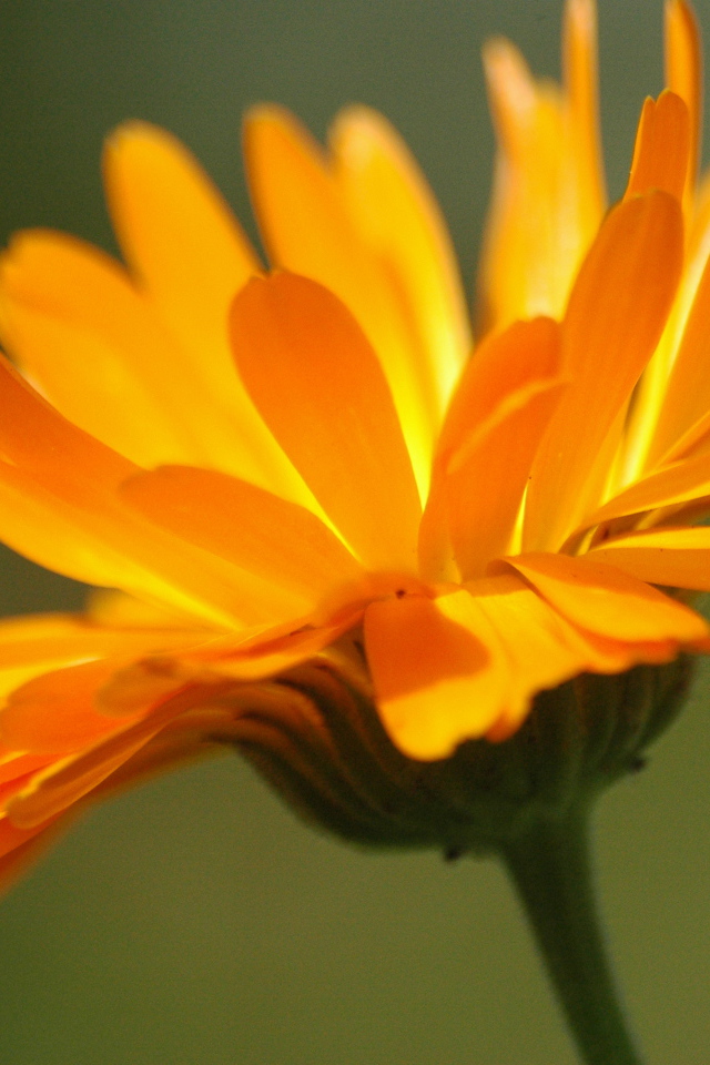 Красивая календула лечебная на дачном участке