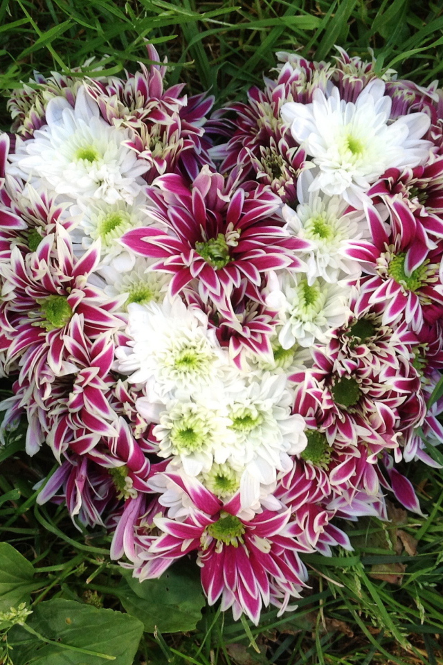 Красивое сердце из цветов хризантема