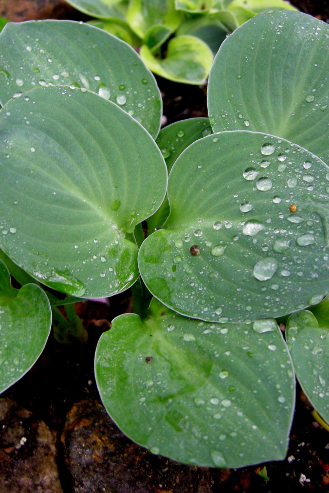 Красивая хоста на дачном участке