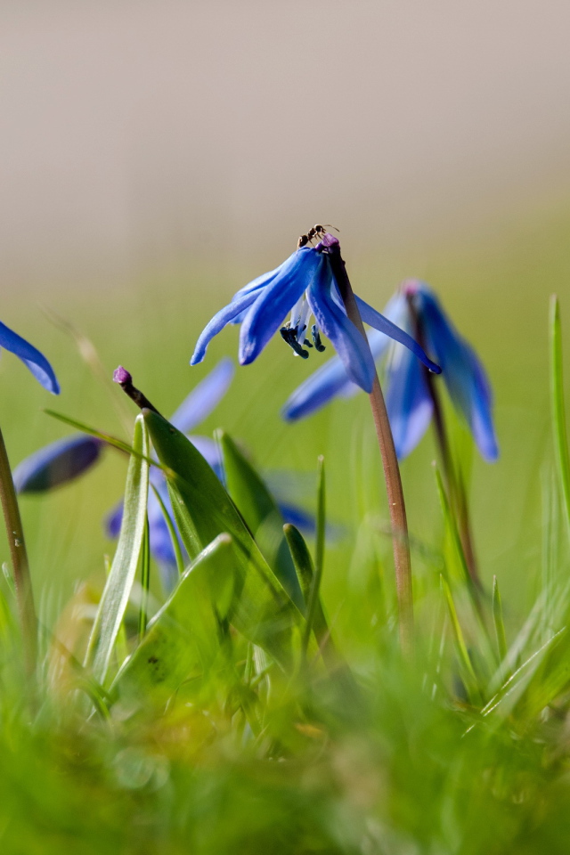 Прекрасные цветы гиацинт на лесной поляне
