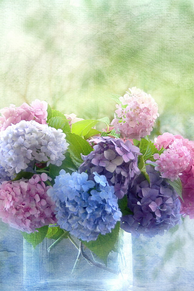 Красивые цветы гортензия в вазе