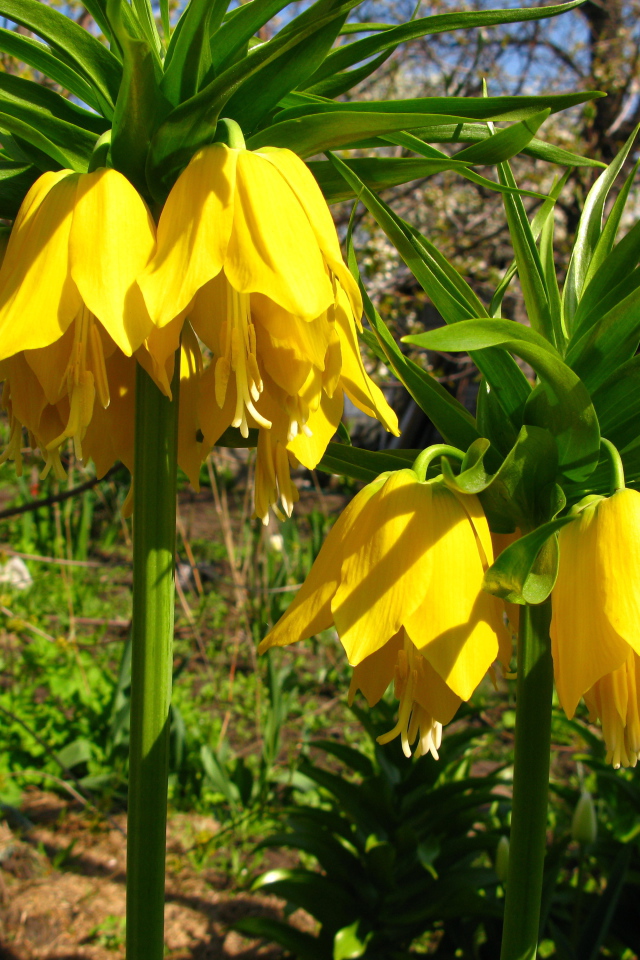 Красивый рябчик императорский в саду