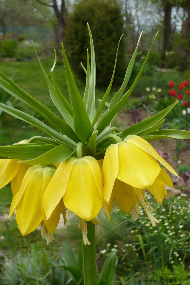 Красивый рябчик императорский на дачном участке