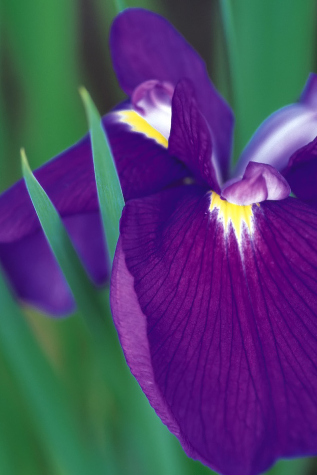 Красивый цветок ирис