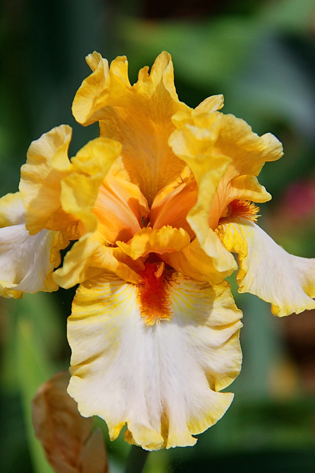 Красивые ирисы в саду