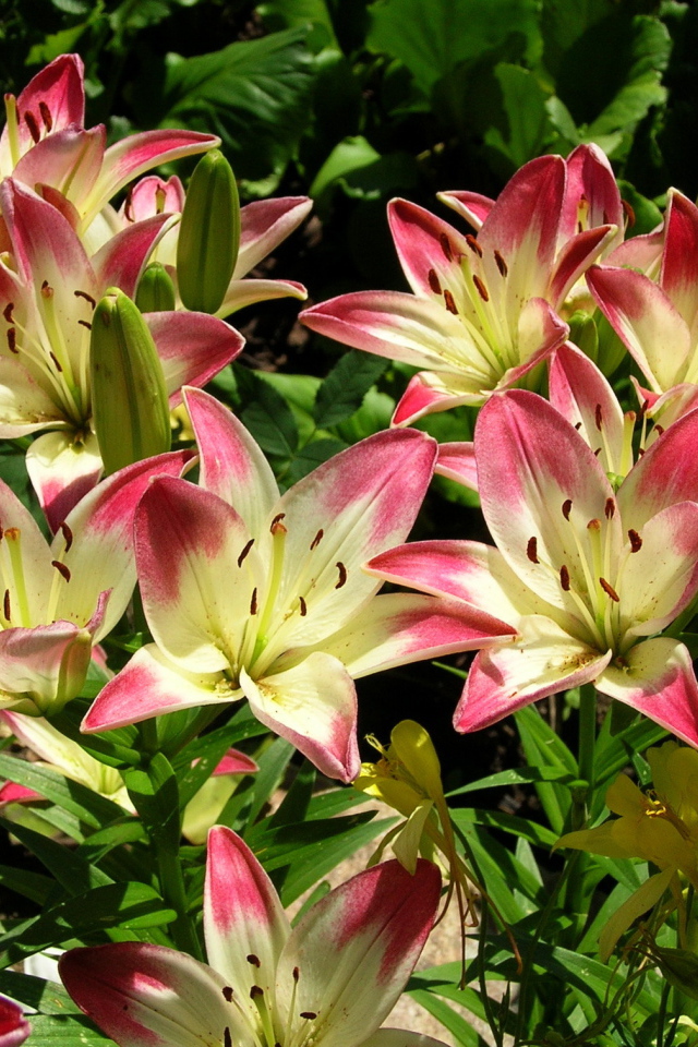 Красивая лилия в саду