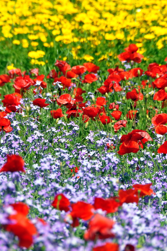 Красивая поляна цветов шафран