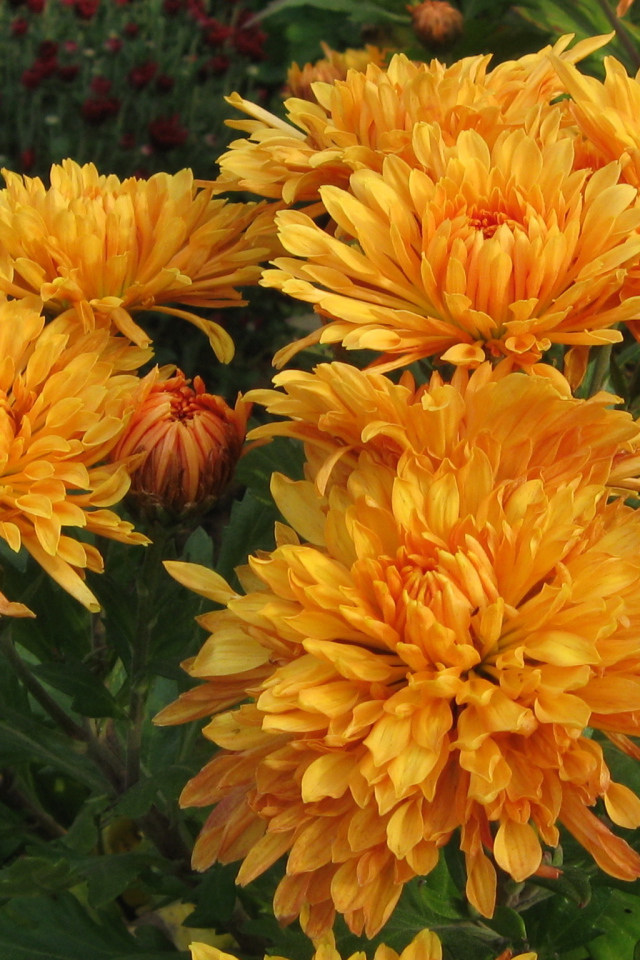 Красивые оранжевые цветы хризантема