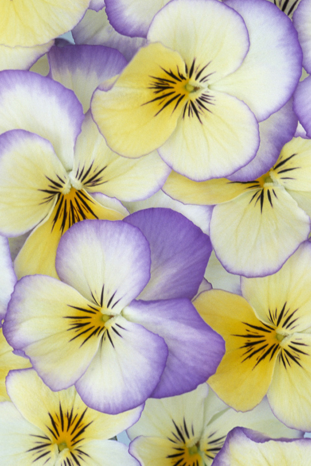 Красивые лепестки цветов анютины глазки