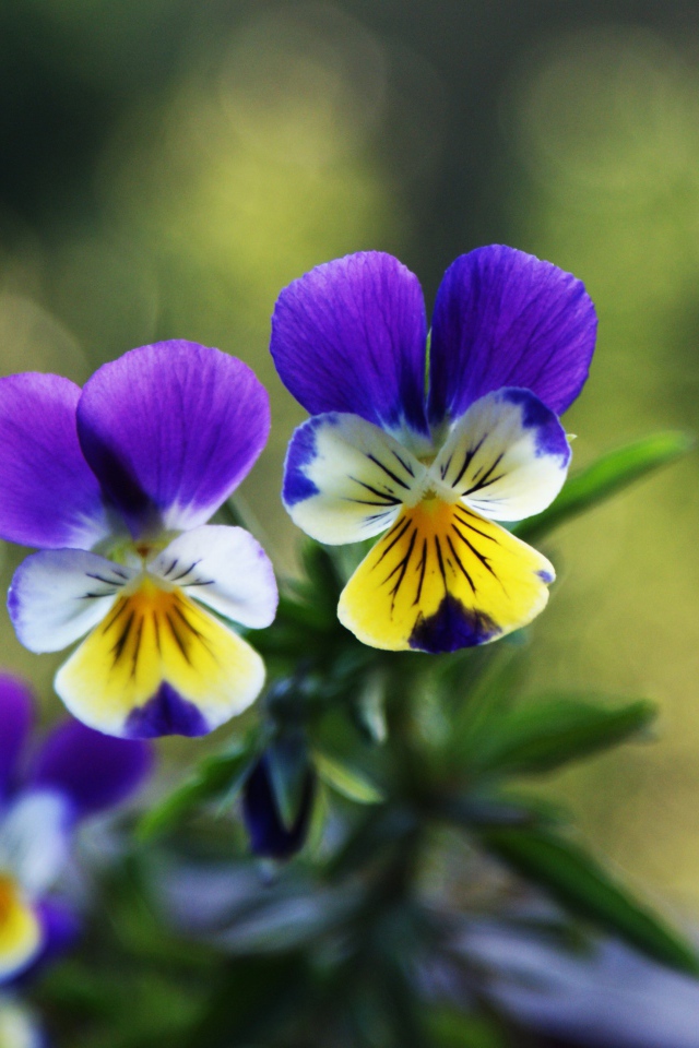 Прекрасные анютины глазки на газоне