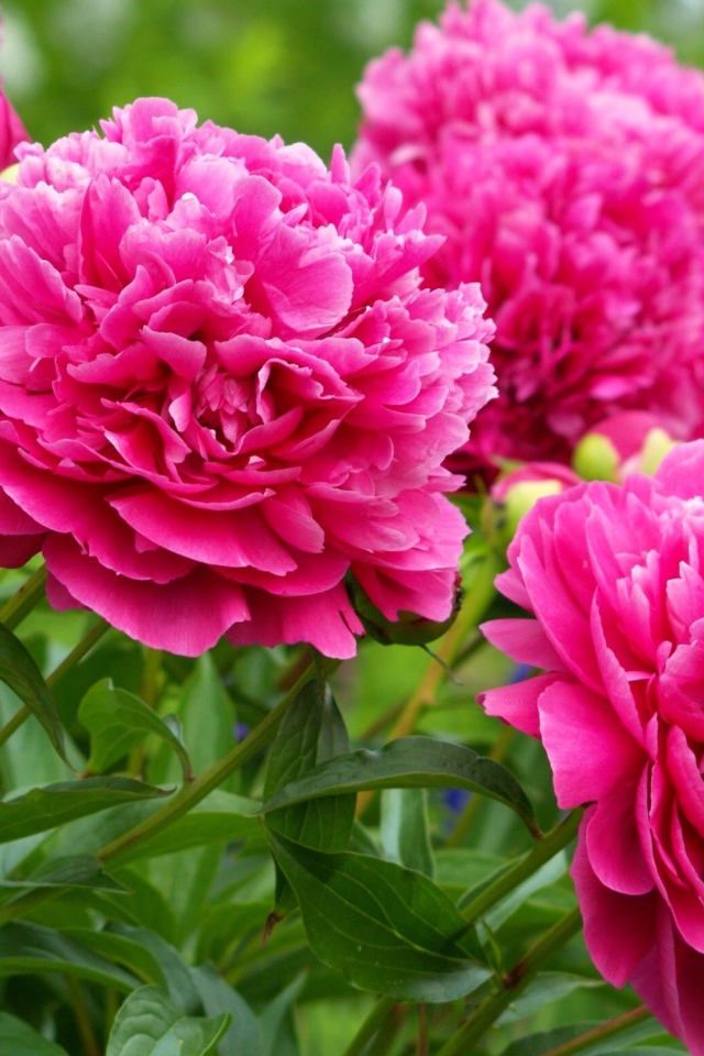 Красивые пионы в лесу