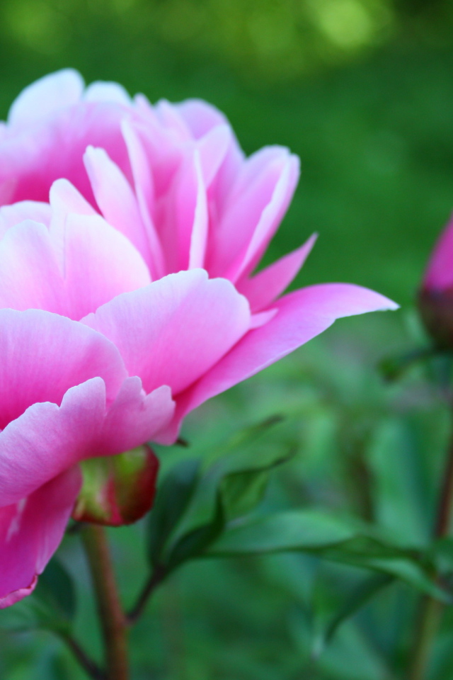 Утром расцвел прекрасный пион