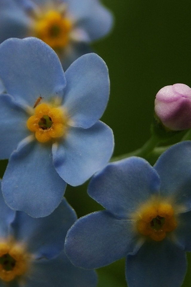 Красивые лепестки растения бруннера
