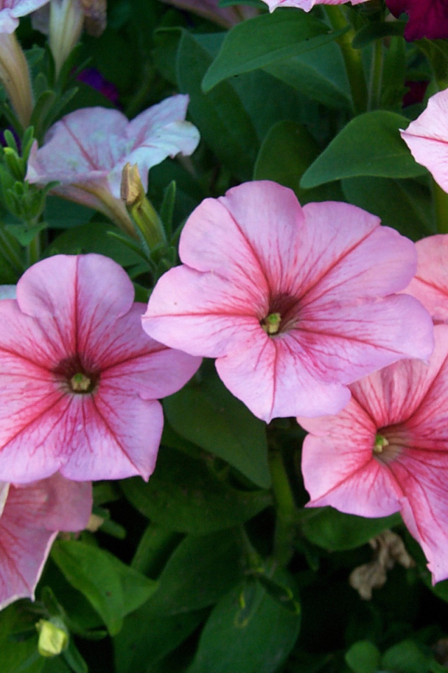 Красивая петуния в саду