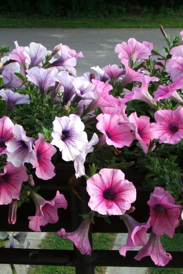 Красивая петуния на дачном участке