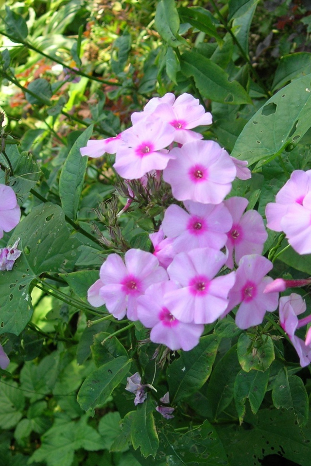 Красивые флоксы в саду