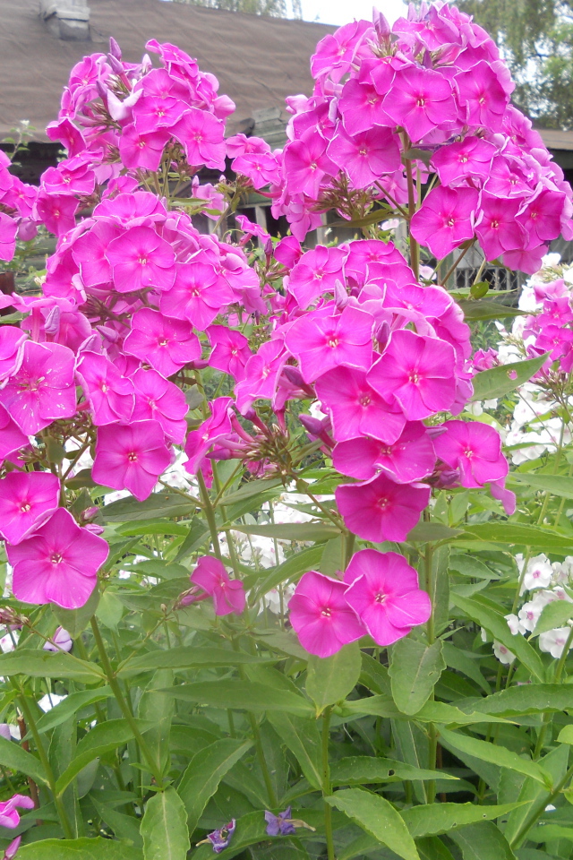 Красивые флоксы возле дома