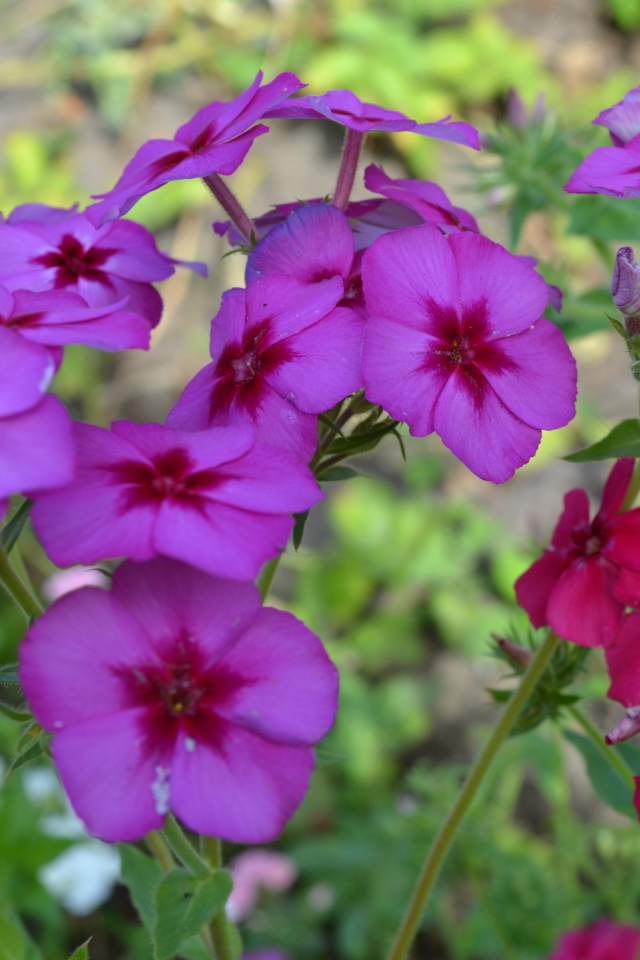 Красивые цветы флоксы в лесу