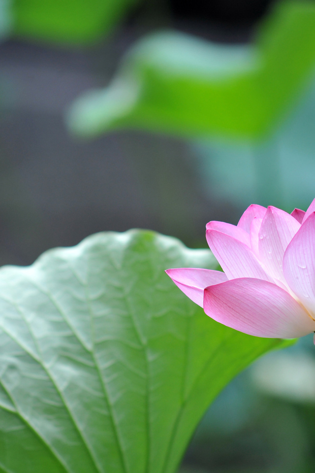 Красивый розовый цветок