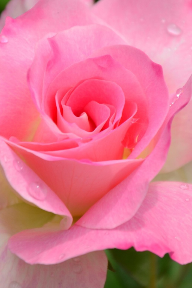 Красивый розовый цветок