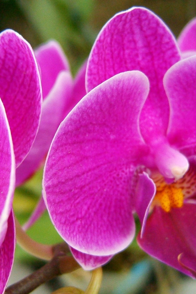 Прекрасные розовые цветы