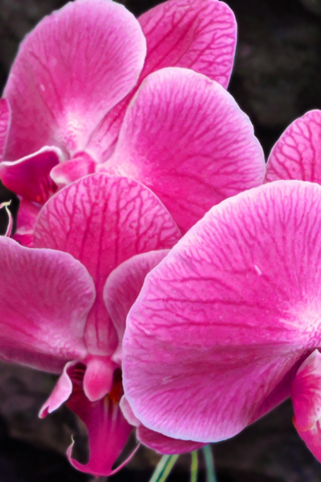 Красивые розовые цветы