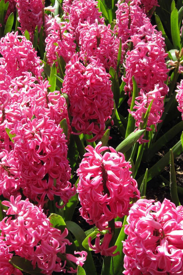 Красивые розовые гиацинты на поляне