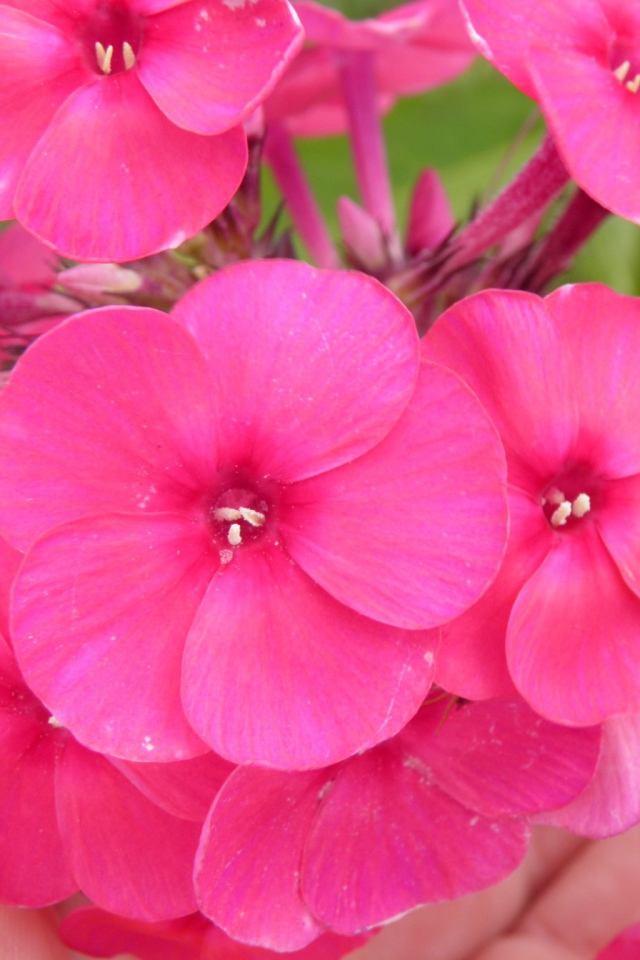 Красивые розовые флоксы на поляне