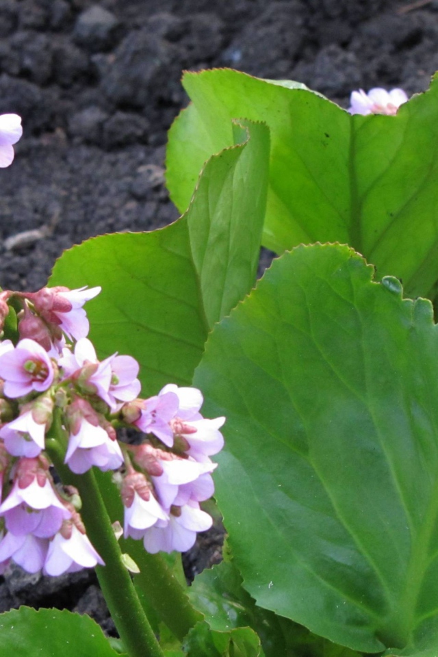 Красивое растение бадан