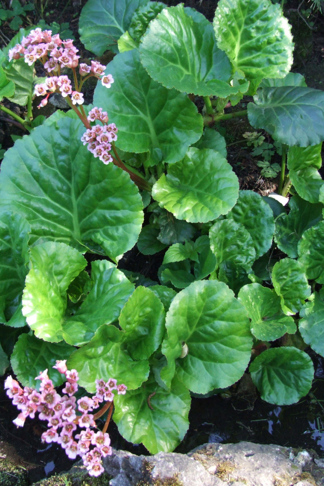 Красивое растение бадан на солнце