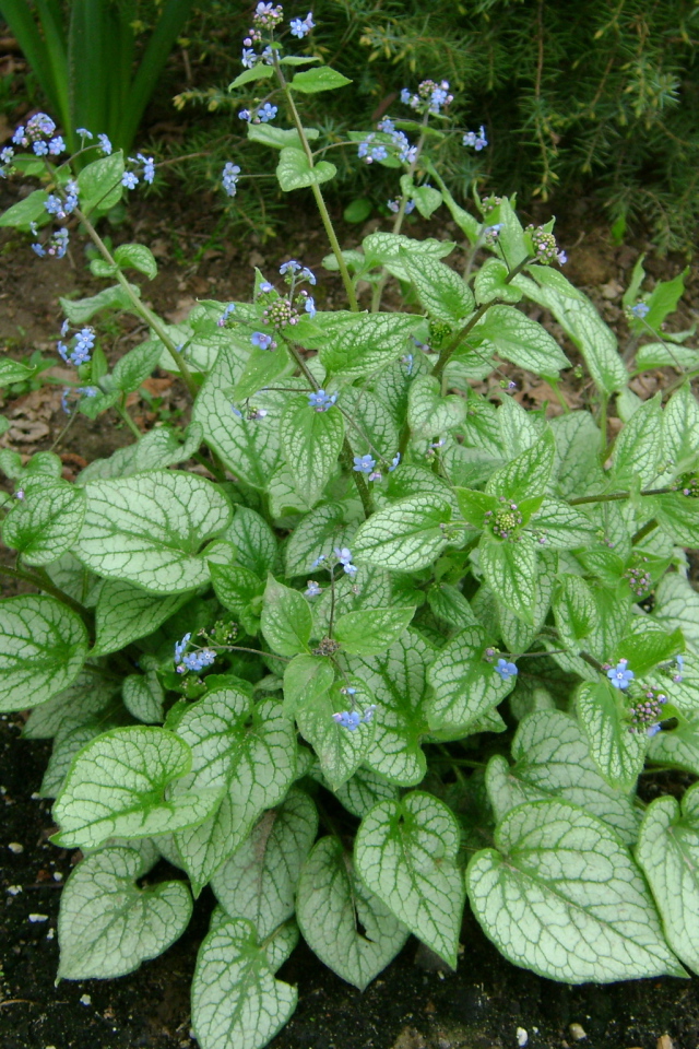 Красивое растение бруннера