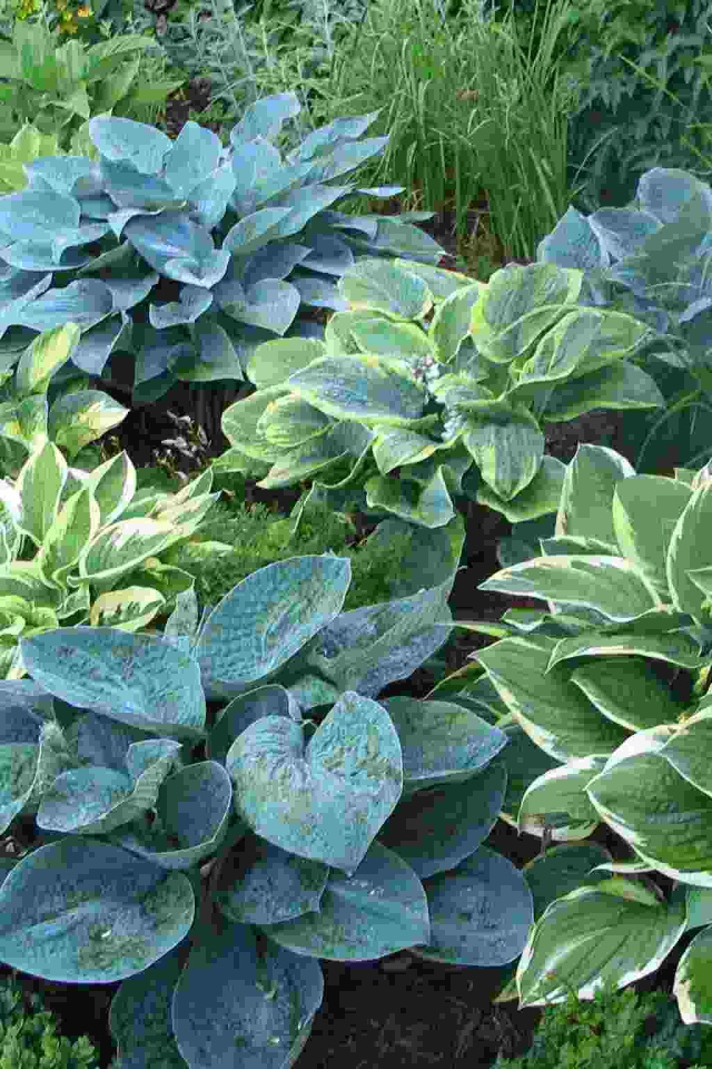 Красивое растение хоста на клумбе в саду