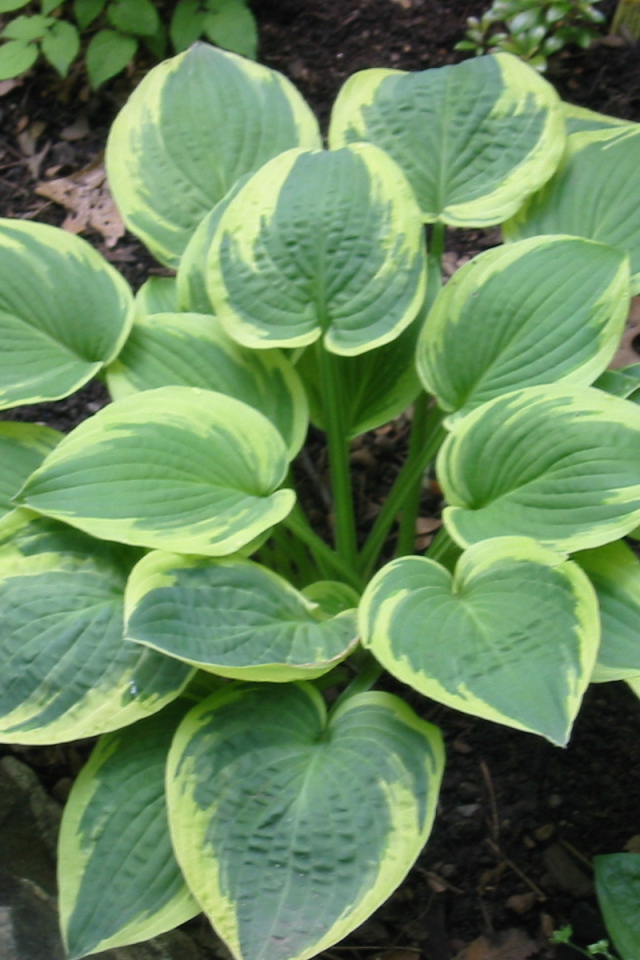 Красивое растение хоста в саду