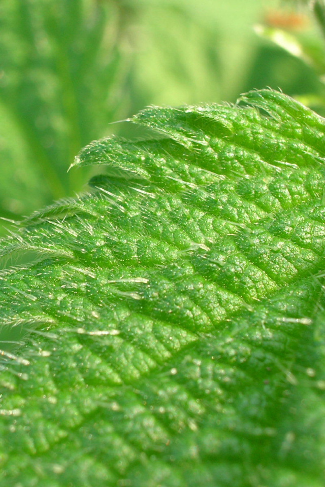 Красивое растение аюга на поляне