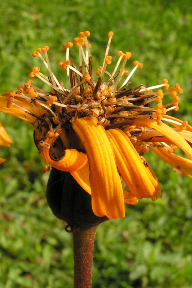 Красивое растение бузульник на поляне