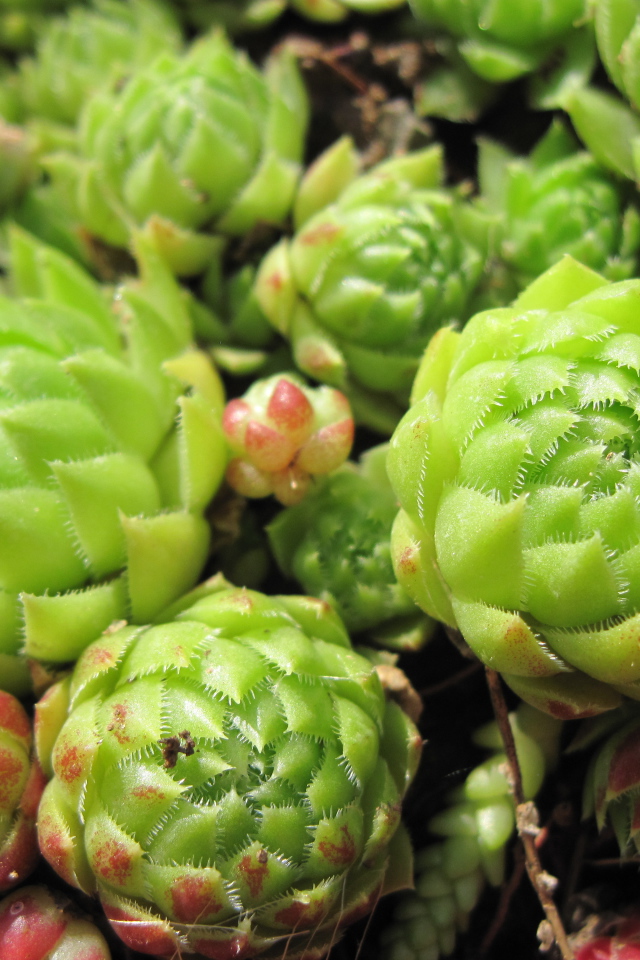 Красивое растение молодило в саду