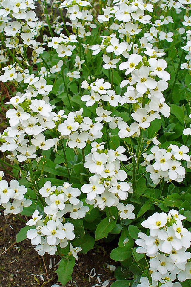 Красивое растение резуха на опушке