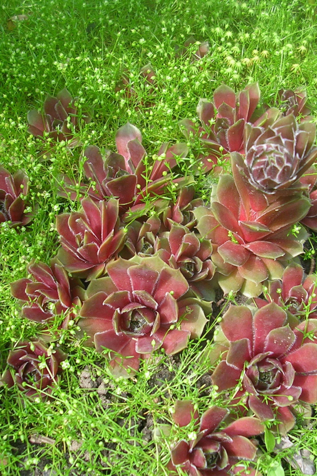 Красивое растение молодило в парке