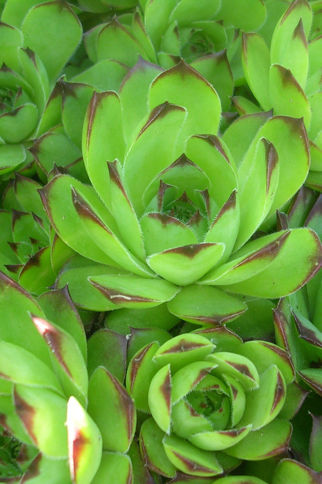 Красивое растение молодило в лесу