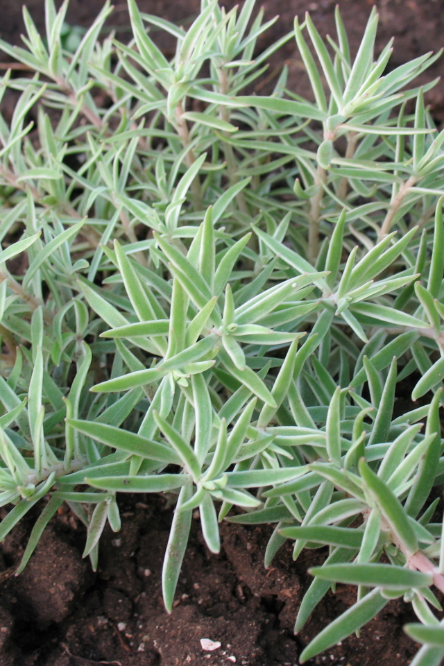 Красивое растение седум в саду