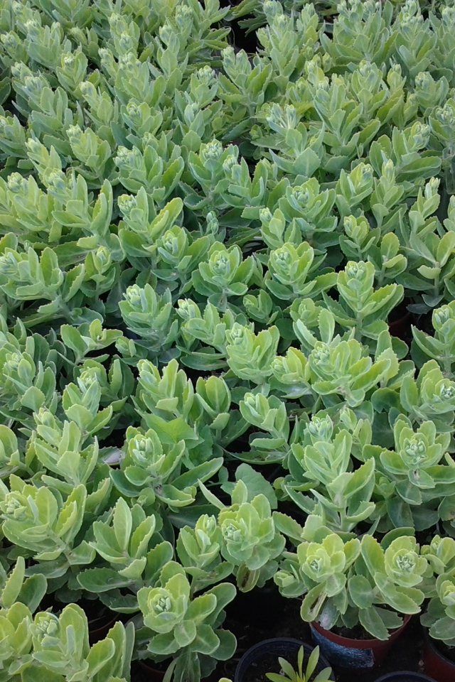 Красивое растение седум в парке