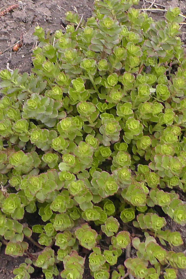 Красивое растение седум на дачном участке