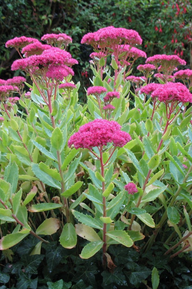 Красивое растение седум на поляне